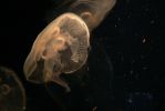 PICTURES/Tennessee Aquarium in Chattanooga/t_Jellyfish6.JPG